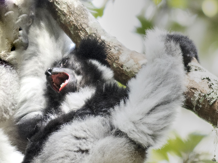 Indri singing